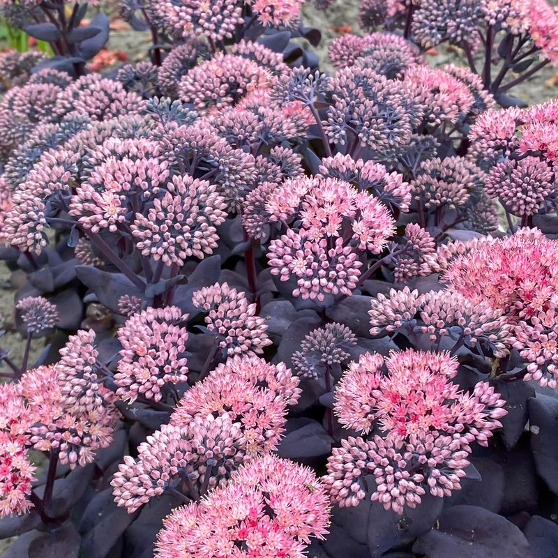 Sedum mojave Jewels Sapphire. Oktoberbergknapp - 1 rot 