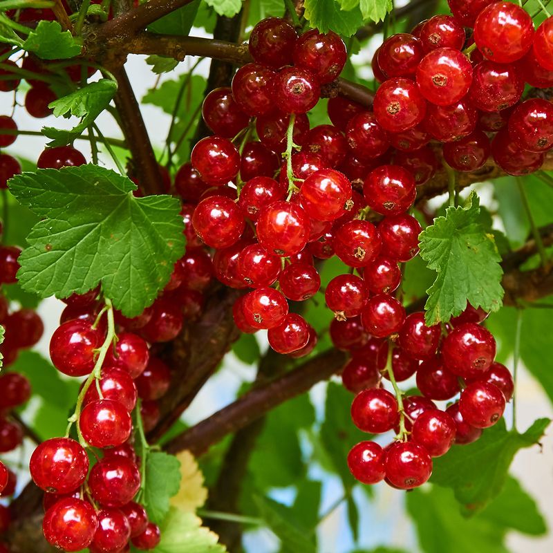 Ribes rubrum. Jonkheer van Tets. Rips, røde. 1 plante i 9cm pott