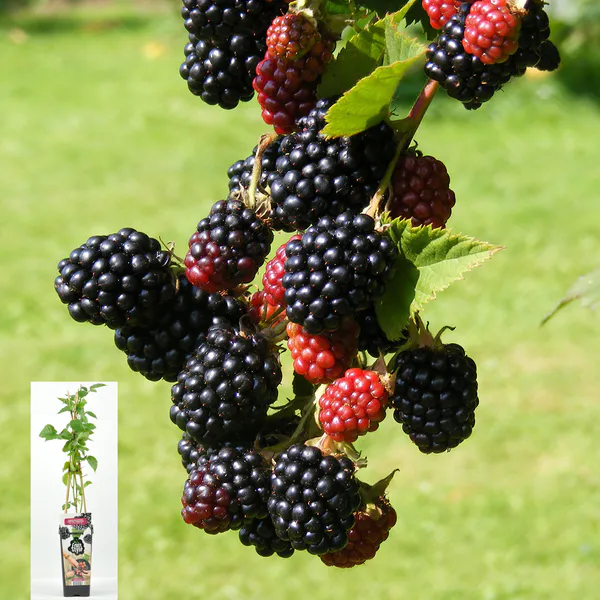 Hovedbilde Rubus fruticosus Black Satin. Bjørnebær - 1 ...
