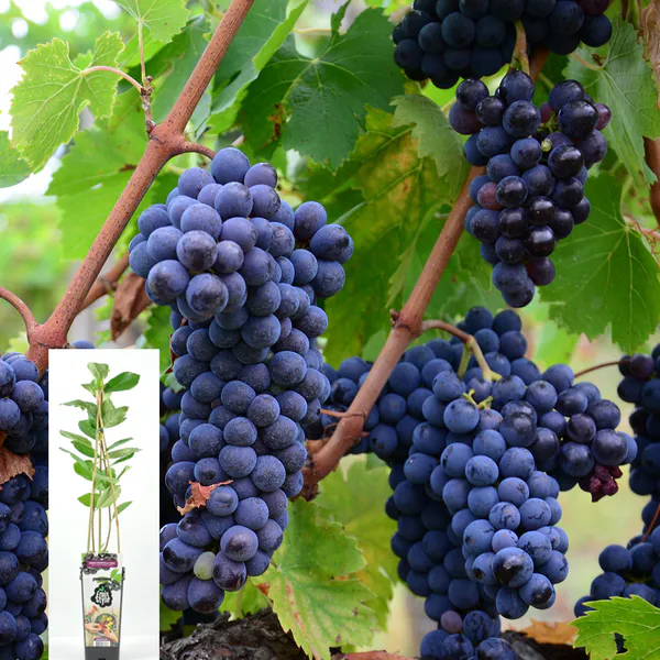Hovedbilde Drue, blå. Vitus Boskoop Glory  - 1 plante i 2l ...