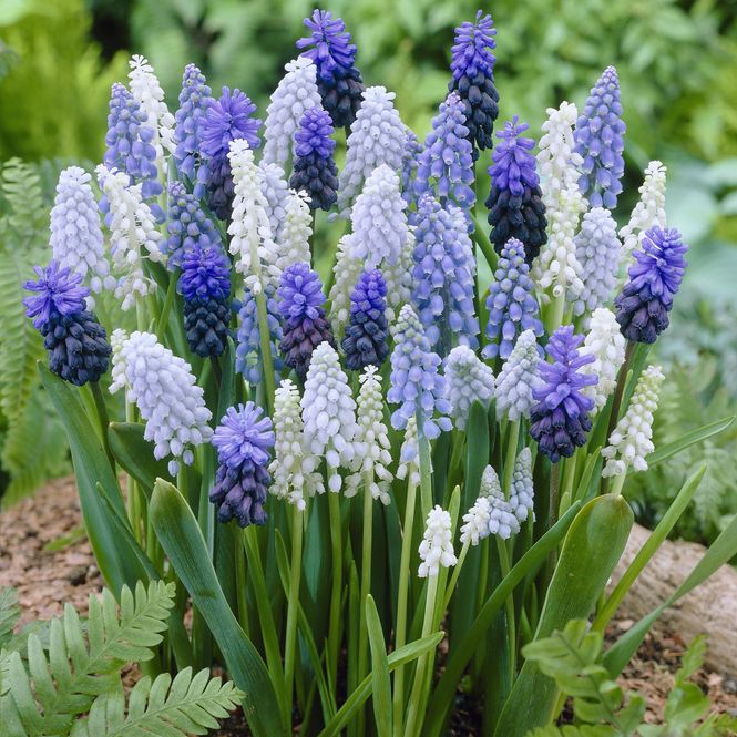 Hovedbilde Muscari Mix.  Perleblomst - 10 løk 