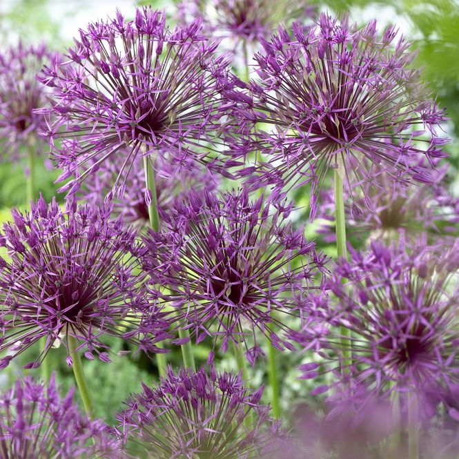 Hovedbilde Allium Purple Rain - 20 løk
