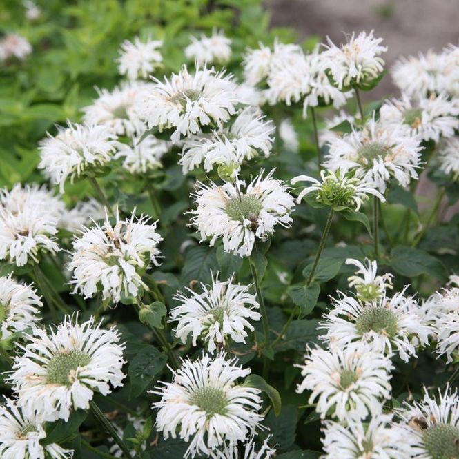 Hovedbilde Monarda Bee Bright. Hestemynte - 1 rot 