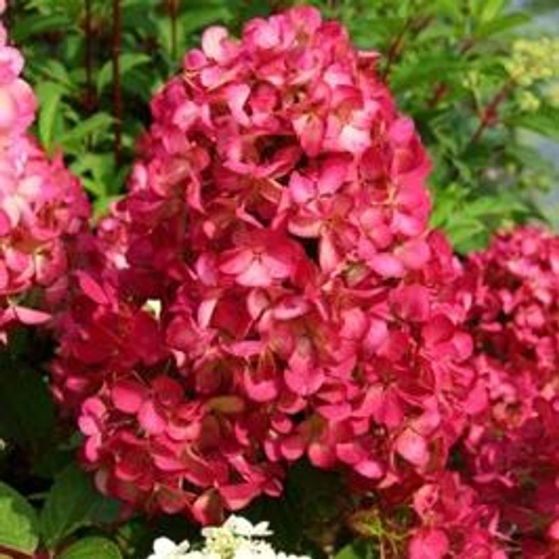 Hydrangea p. Diamond Rouge. Syrinhortensia - 1 plante i 12 cm pot