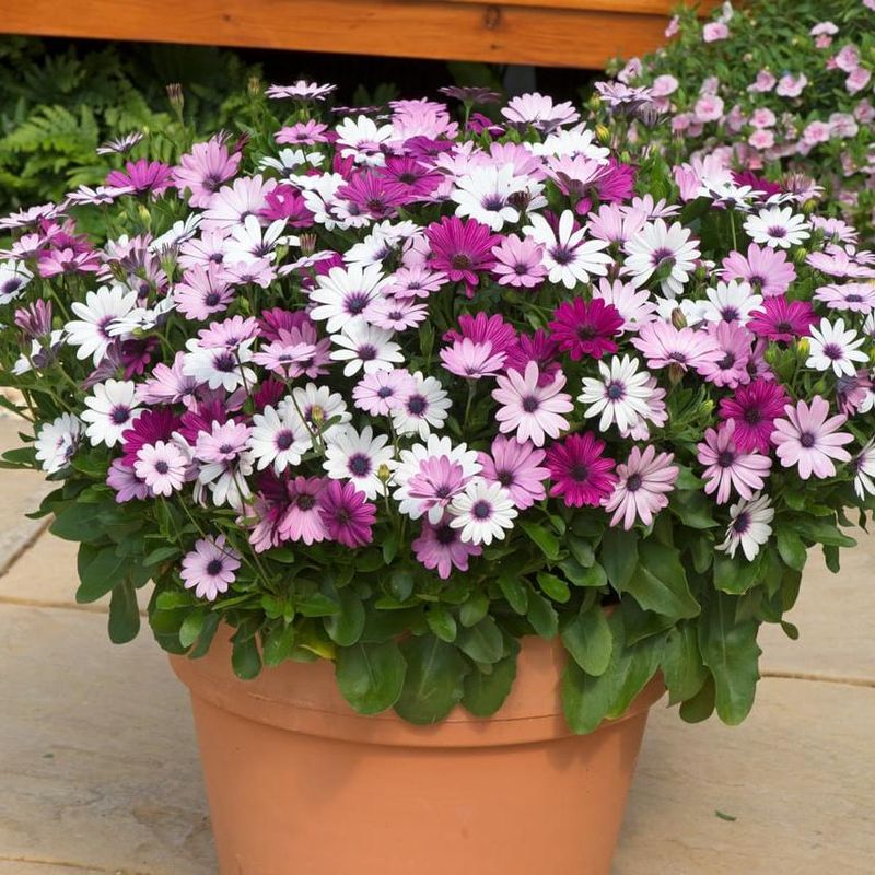 Osteospermum ecklonis Ballade Mix. Spansk Margeritt - Frø -