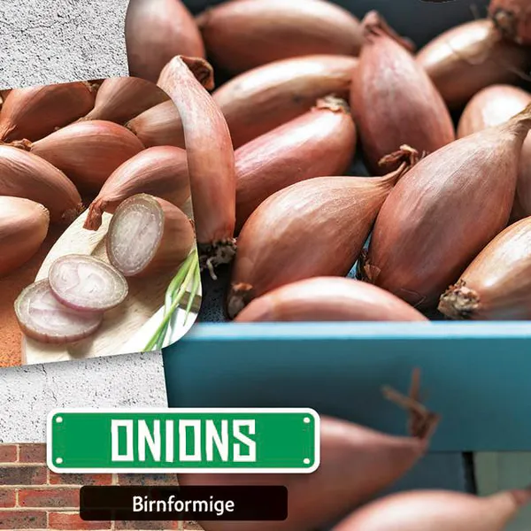 Hovedbilde Løk Birnformige. Kepaløk