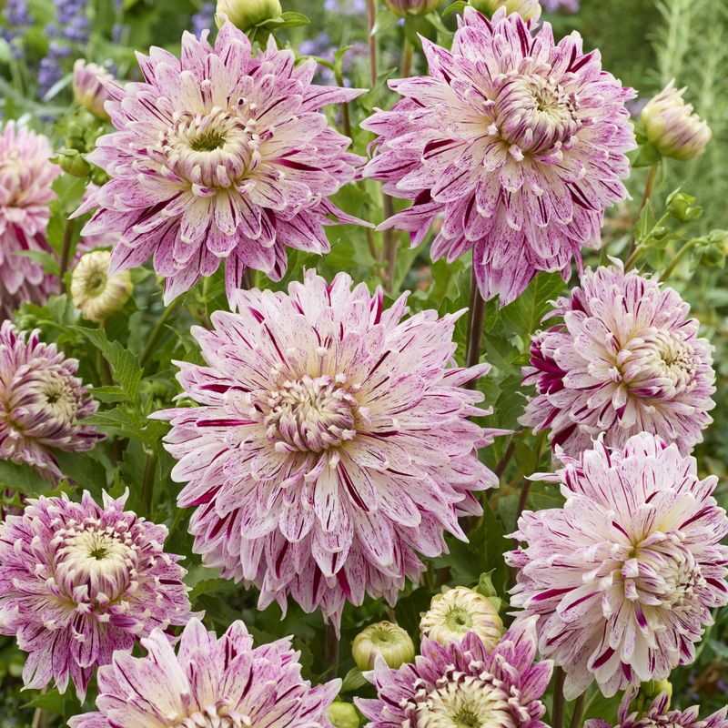Dahlia Avignon - 1 knoll
