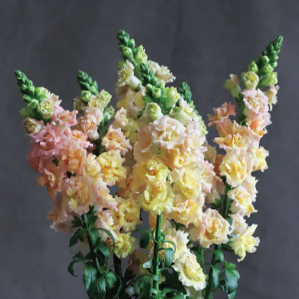Hovedbilde Antirrhinum majus F1 Snapstar Champagne. Løvemunn ...