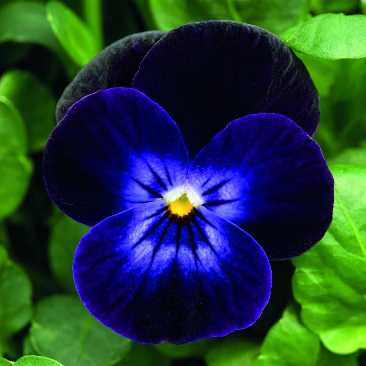 Viola cornuta Admire Deep Purple Face. Stemor - Frø -
