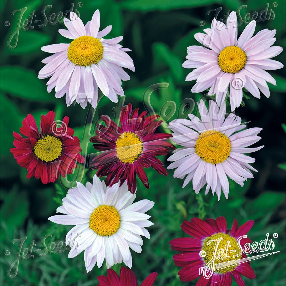 Chrysatemum coccineum Robinson Giant Mix. Rosekrage - Frø -