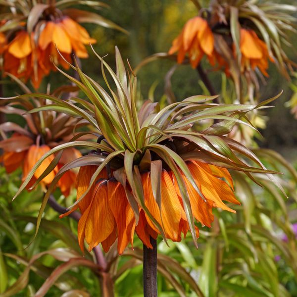 Hovedbilde Fritillaria Sunset. Keiserkrone - 1 løk