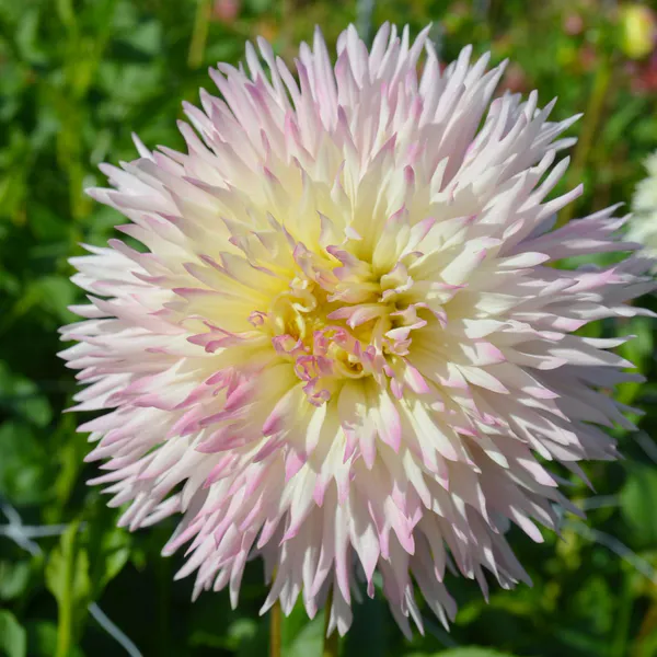 Hovedbilde Dahlia Nadia Ruth - 1 knoll