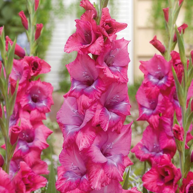 Hovedbilde Gladiolus Lumierre - 7 knoller