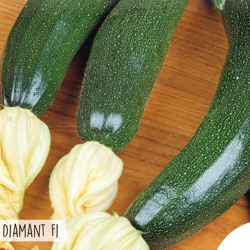 Squash Courgette Diamant F1- Sommersquash -Frø-