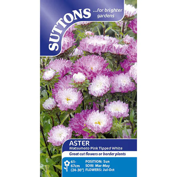 Hovedbilde Aster matsumoto Pink Tipped White -Frø-