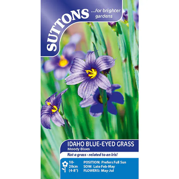 Hovedbilde Idaho Blue-eyed grass Moody Blues -Frø-