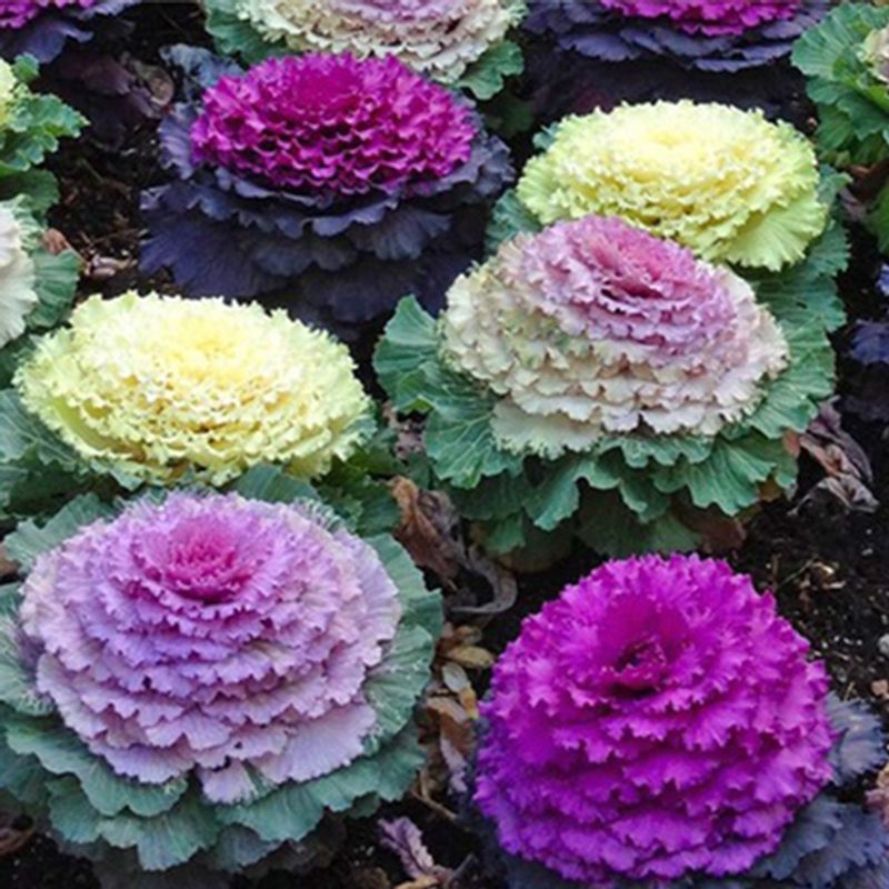Brassica kamome mix -Frø- Pyntekål