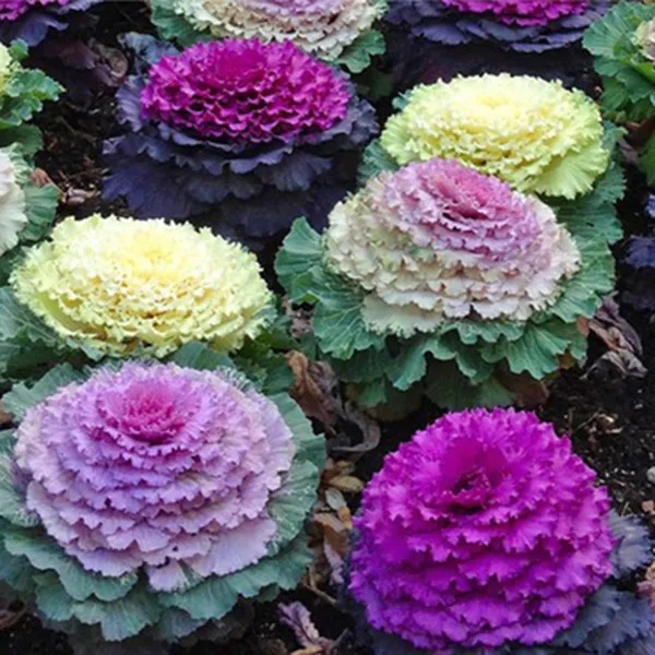 Hovedbilde Brassica kamome mix -Frø- Pyntekål