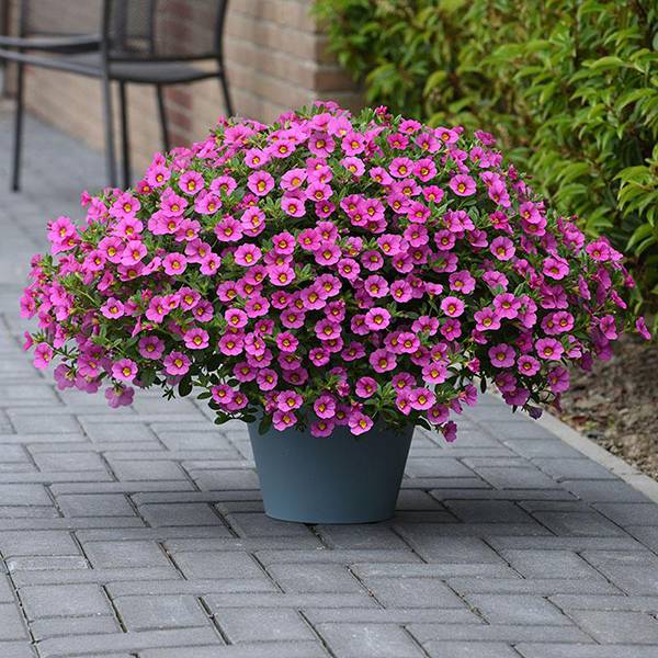 Bilde av CALIBRACHOA Deep Pink