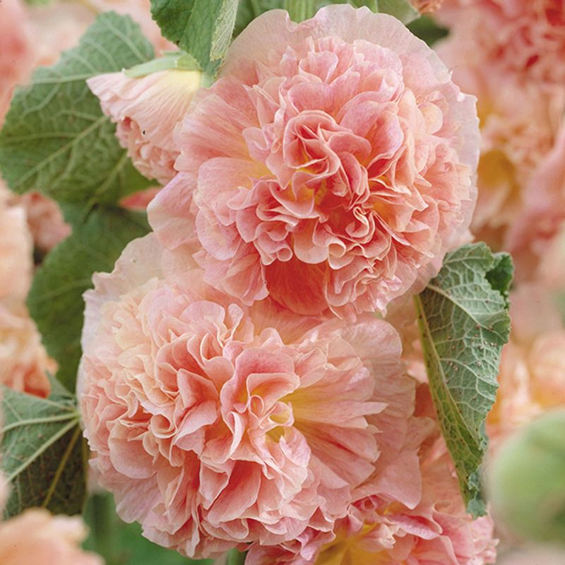 Alcea Peaches n Dreams. Stokkrose -Frø-