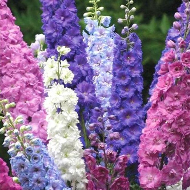Hovedbilde Delphinium  Imperial Mix -Frø- Sommerridderspore 