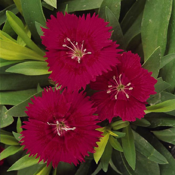Hovedbilde Dianthus  Ideal Select Red F1-Frø- Kinanellik
