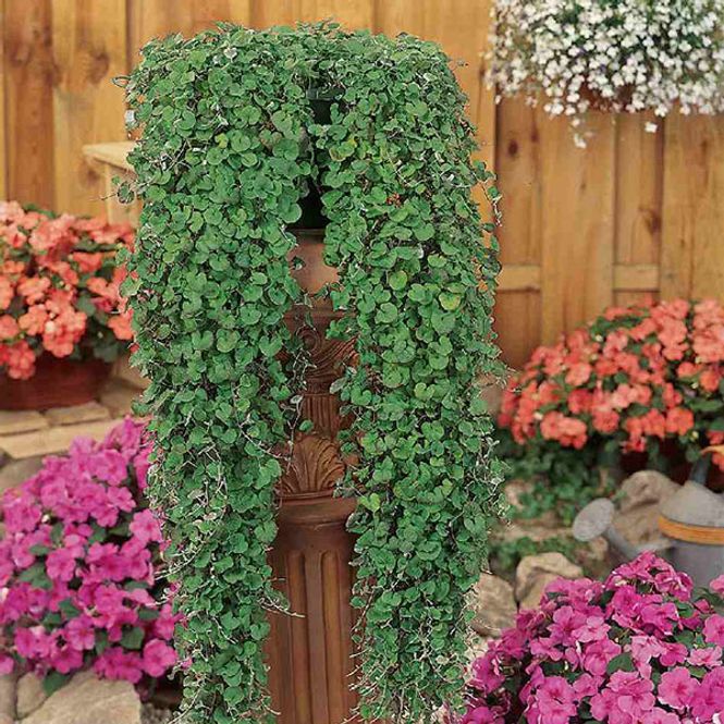 Hovedbilde Dichondra Emerald Falls -Frø-