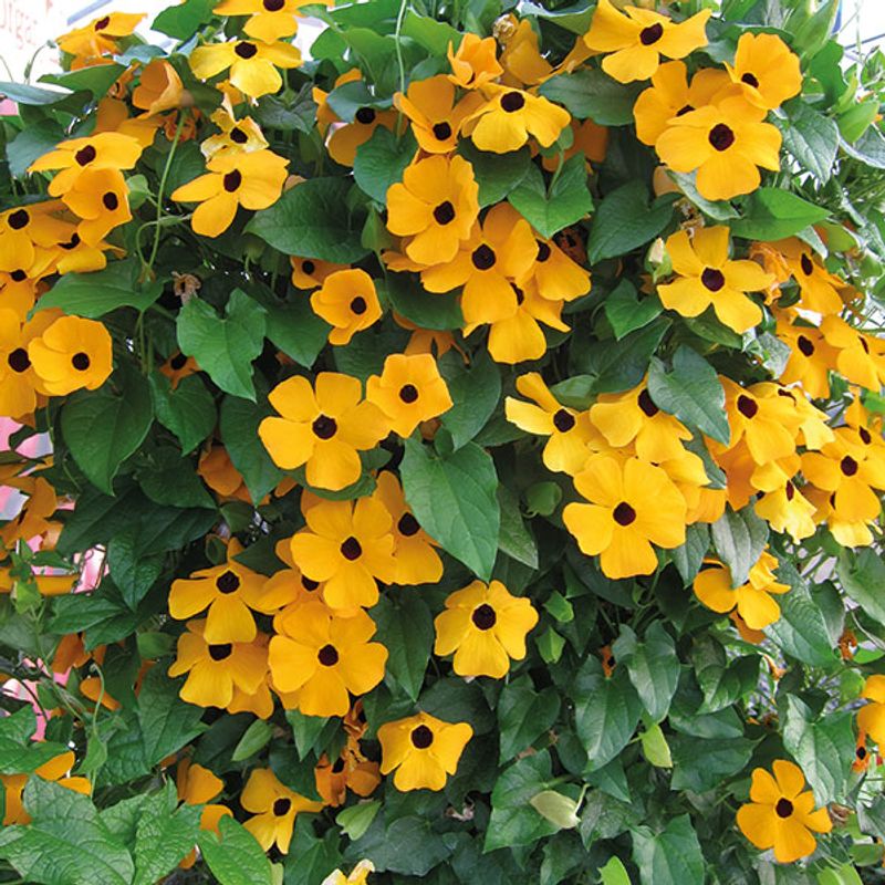 Thunbergia alata -Frø- Susanne med det sorte øyet