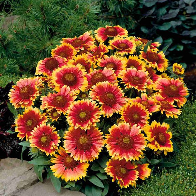 Hovedbilde Gaillardia aristata Arizona Sun -Frø- ...