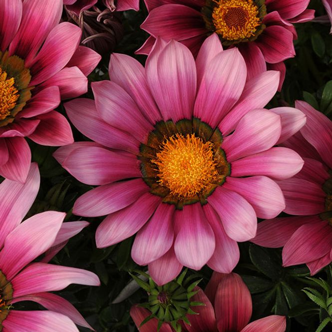 Hovedbilde Gazania rigens New Day Pink Shades -Frø- ...