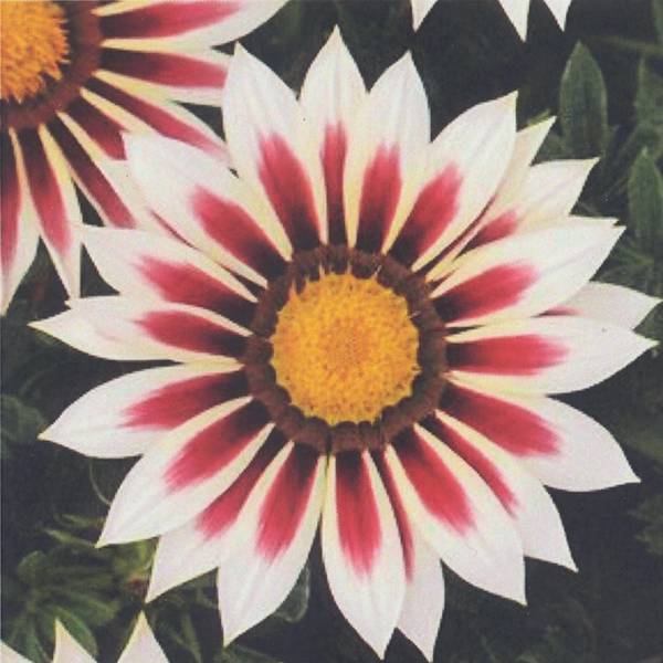 Bilde av Gazania New Day Rose stripe -Frø- Påfuglblomst