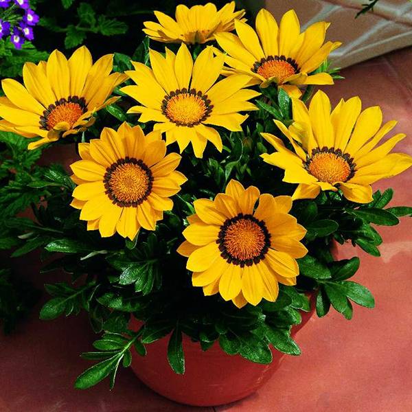 Bilde av Gazania Kiss Yellow F1 -Frø- Påfuglblomst
