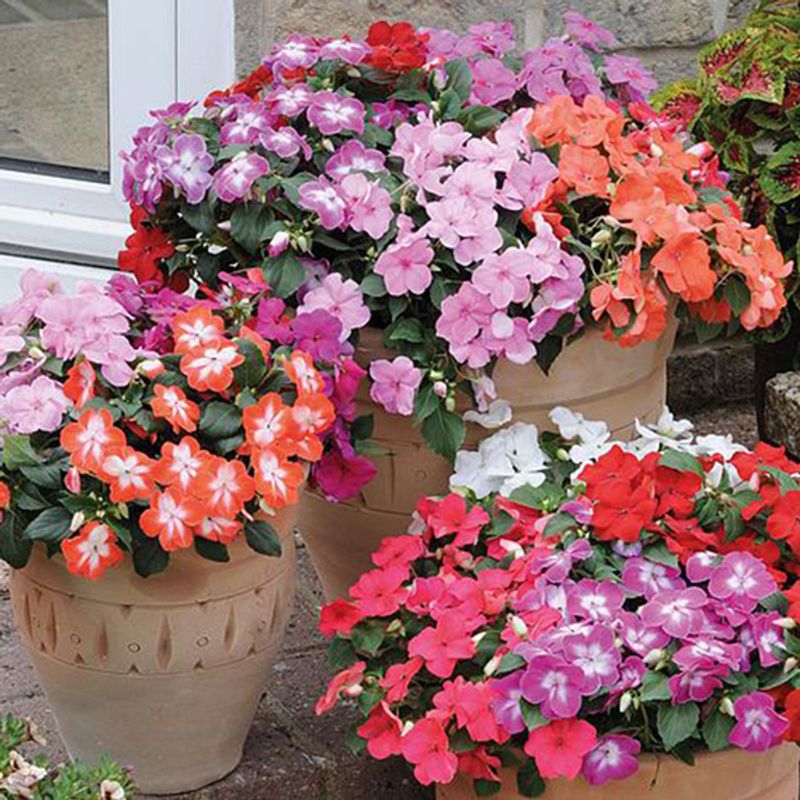 Impatiens Accent Star Mix -Frø- Flittiglise