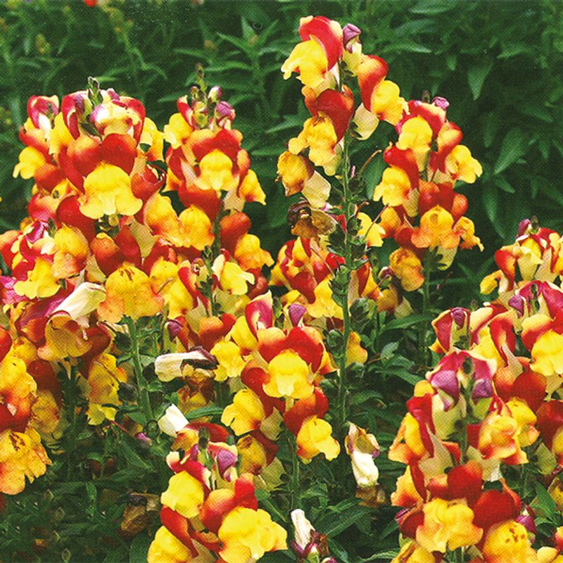 Anthirrhinum  majus Oriental Lanterns - Frø - Løvemun