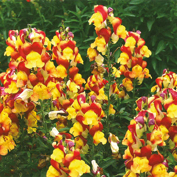 Hovedbilde Anthirrhinum  majus Oriental Lanterns - Frø - ...