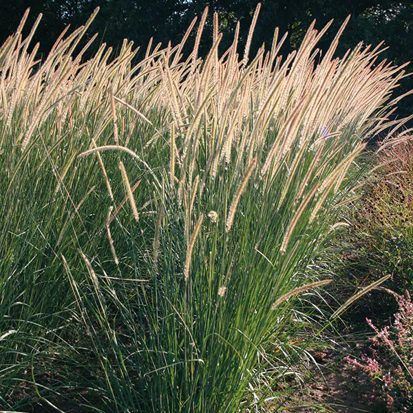 Hovedbilde Pennisetum macrourum Tail Feathers. Børstegress.  ...