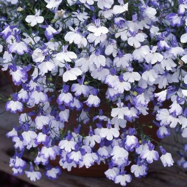 Bilde av LOBELIA erinus Riviera Blue Splash