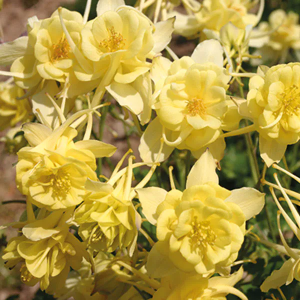 Hovedbilde Aquilegia X Caerulea Sunshine -Frø- Akeleie