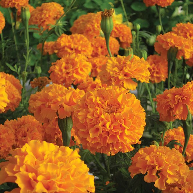 Hovedbilde Tagetes erecta Savannah Sun -Frø- Fløyelsblomst