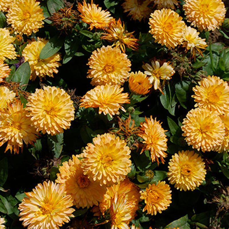 Calendula officinalis Apricot Twist - Frø - Ringblomst