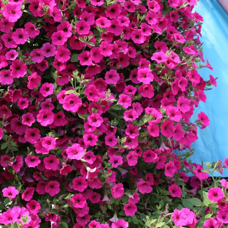 Petunia  Lavendel Wave F1  -Frø- Ampelpetunia