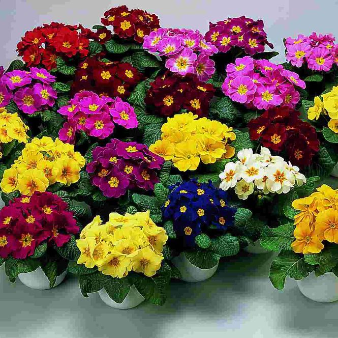 Hovedbilde Primula   Pioneer  F1 (acaulis Danova) -Frø-