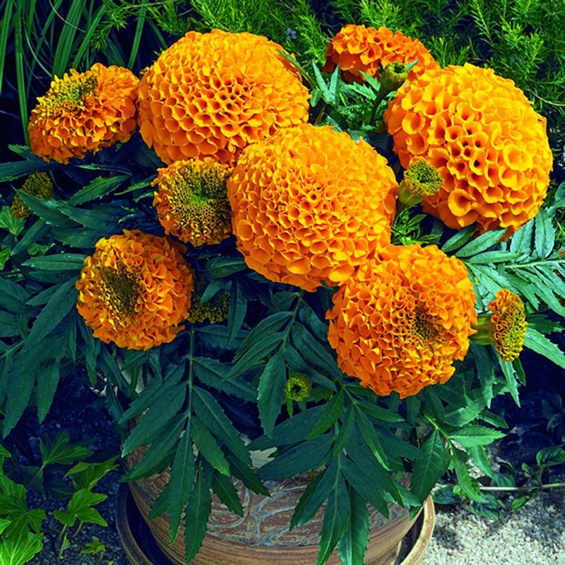 Tagestes erecta Antigua Orange-Frø- Fløyelsblomst