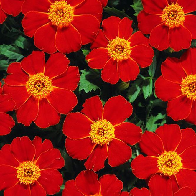 Hovedbilde Tagetes Disco red -Frø- Fløyelsblomst