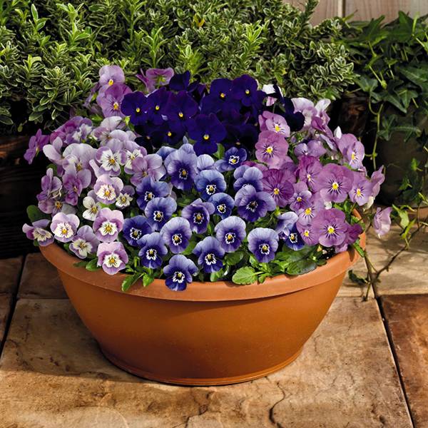Bilde av STEMOR Viola cornuta Admire Mix.