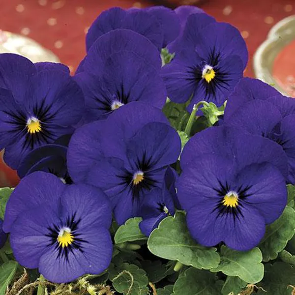 Hovedbilde Viola Penny Blue F1 -Frø- Stemor