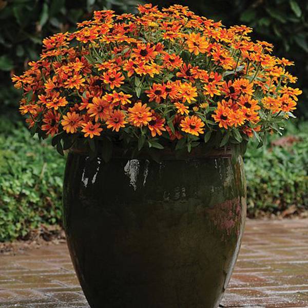 Bilde av ZINNIA marylandica Sunburst