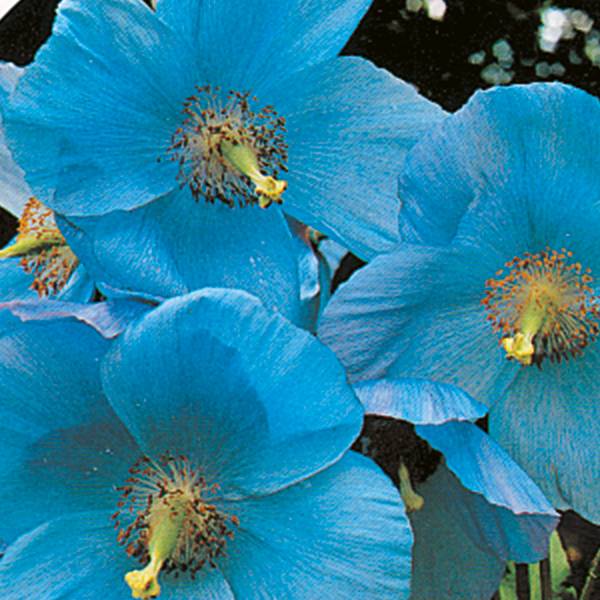 Bilde av MECONOPSIS Lingholm. BLÅ VALMUESØSTER