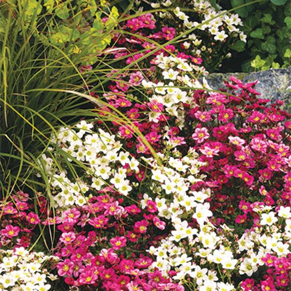 Bilde av SAXIFRAGA x arendsii mix. SILDRE