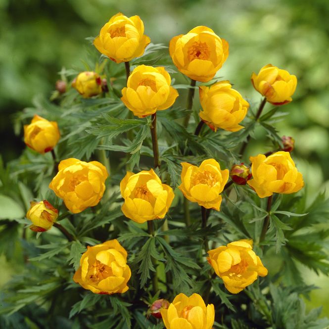 Hovedbilde Trollius europaeus Superbus. Ballblom. 1 rot